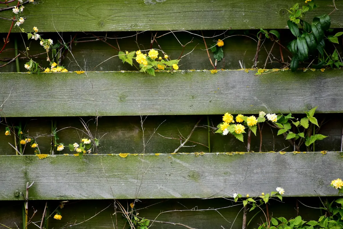 Timber slat privacy fence by My Homes Fencing Expert in Auckland