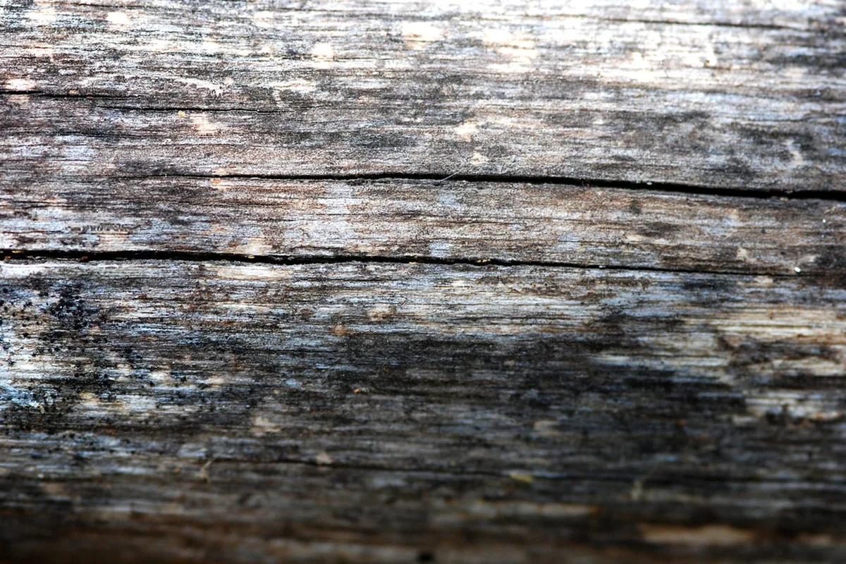 Premium Timber Boundary Fence — before